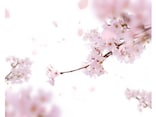 桜の花言葉を使ってあなたも風流美人！恋愛から天気まで桜ことば集