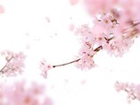 花あかり・花いかだ…恋愛から天気まで「桜言葉」を使ってあなたも風流美人！