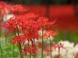 「彼岸花・曼珠沙華」の意味や読み方・別名、花言葉や不思議な特徴