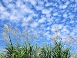 「女心と秋の空」と「男心と秋の空」 元々はどっち？ 意味・由来や語源の違い