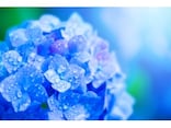【2025年】梅雨入り・梅雨明けの時期はいつ？ 入梅との違いと新平年値、梅仕事・湿気対策に役立つ知恵も紹介