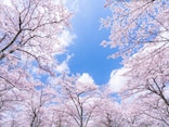 【2025年】桜の開花予想と桜前線！ 予想開花日・満開日はいつ？