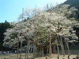 日本三大桜の一つ、根尾の淡墨桜へ／岐阜