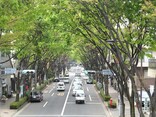 阿佐ヶ谷、商店街とケヤキ並木が印象的な街
