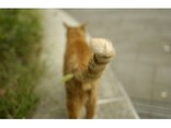 猫のしっぽから気持ちを読み取ろう