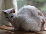 老猫の慢性腎不全と、猫の生活の質（QOL）