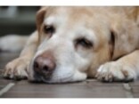寝てばかりの老犬……老化度チェックと老化を遅らせる生活習慣とは