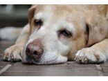 寝てばかりの老犬……老化度チェックと老化を遅らせる生活習慣とは