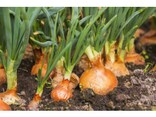 秋に植える野菜の種類と家庭菜園での育て方・オーガニックな栽培方法