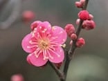 梅の庭木の植え方・育て方……梅の香りを自宅で楽しむ