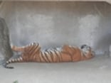 のどかな雰囲気が漂う『日立市かみね動物園』