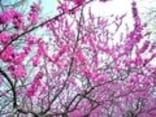 まるで桃源郷！ 古河総合公園の桃まつり
