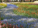 広大な土地に、四季折々の花『国営ひたち海浜公園』