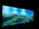 関東最大規模！ アクアワールド大洗水族館