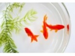 金魚が動かない？！元気がないときの治療方法