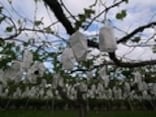 都心から40分！所沢でフルーツ狩り「北田園」