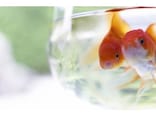 金魚のネット販売を利用する場合に注意したいこと