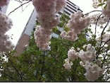 桜の季節にピッタリのジャズ5選