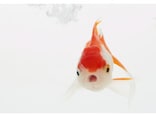 金魚の餌（エサ）の選び方やおすすめ商品