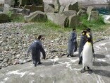 スコットランド エディンバラ動物園