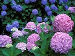 【紫陽花の豆知識】梅雨を彩るあじさいの種類・名所・おまじない雑学