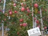 りんごの木のオーナーになって、丸ごと1本収穫！