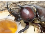 カブトムシが成虫になったらどうする？飼育方法Q&A