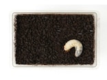 カブトムシの卵・幼虫の飼育方法Q&A！ 幼虫が出てくるのは？