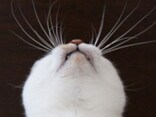 猫とヒゲの切れぬ関係