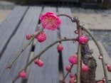 梅の盆栽の育て方と歴史……育て方のポイントとは？