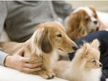 犬が喜ぶマッサージの仕方！基本方法・ツボをプロが伝授