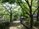 神田川沿いを歩く「いきいきウォーク新宿」に挑戦！