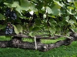 赤ワイン等のブドウの品種……産地と特徴