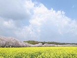 宮崎県西都市の旅 花あり歴史あり、グルメも満喫！