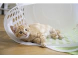 猫は飼い主を選ぶ？ 猫との縁・運命を感じるエピソード