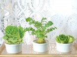 土なしプチ菜園！キッチンで楽しむ野菜の水耕栽培