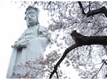群馬の桜名所10選！おすすめお花見スポット2018