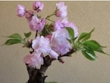 桜盆栽の作り方…初心者におすすめの「桜のミニ盆栽」