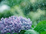 なぜ6月の雨を「五月雨」という？ビジネス用語「五月雨式にすみません」も実は粋!?意味や例文を解説