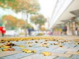 木枯らしとは？ 意味・木枯らし1号が吹く時期・東西で違う基準・季語や俳句を解説