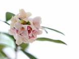 春を告げる沈丁花、秋は金木犀、夏と冬は？ 季節の香り「三大香木」「四大香木」を全部いえますか？