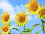 【2025年】お盆休みはいつからいつまで？夏休みは何連休にする？7月8月カレンダーでチェック