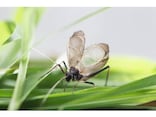 「秋の虫」といえば鈴虫やこおろぎの他に何がいる？風流な「虫聞き」楽しんでみませんか