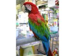 喋る鳥を飼おう……一人暮らしのあなたにぴったり！