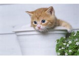 ペットの世話は介護サービスの適用になるの？ 介護保険外サービスとの違いとは