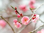 【時候の挨拶・例文付き】12カ月の季節の挨拶と結び文、やわらかい表現からビジネス向けまで