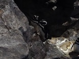 写真が苦手な人のお悩みにカメラマンが回答！「水族館の暗い空間でも、ペンギンをうまく撮るコツは？」
