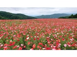 【絶景】1200万本の真っ赤なポピーの花畑！ 埼玉・彩の国ふれあい牧場「天空のポピー」が今見ごろ