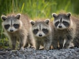触るな、危険！アライグマ、キョン、キツネ等、野生動物のリスク