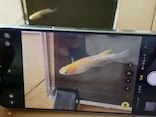 メダカを上手に撮る方法！ いきいきと泳ぐ姿を写真におさめるコツは？【スマホカメラでもOK】